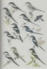 SHRIKES : a guide to the shrikes of the world [Pies-grièches]

. LEFRANC (Norbert) / WORFOLK (Tim)