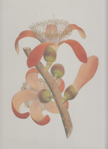 A TREASURY OF FLOWERS : rares illustrations from the collections of the New York Botanical Garden.