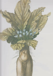 A TREASURY OF FLOWERS : rares illustrations from the collections of the New York Botanical Garden.