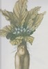 A TREASURY OF FLOWERS : rares illustrations from the collections of the New York Botanical Garden.. ANDERSON (Frank J.)