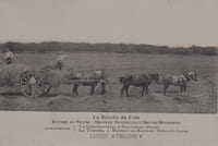 LA RÉCOLTE DU FOIN.
Elevage au Perche : Chevaux percherons et bovins normands.
(Carte postale)