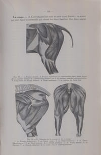 ENCYCLOPEDIE AGRONOMIQUE ET VETERINAIRE : Extérieur du cheval.