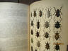 Käferbuc - Naturgeschichte der Käfer Europas - Zum Handgebrauche für SammlerNature - les coléoptères de l'Europe - à l'usage du collectionneur)