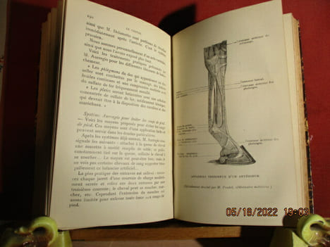 Le cheval, soins pratiques du Comte de Comminges. Comte de Comminges - Marie-Aimery de Comminges (1862-1925).