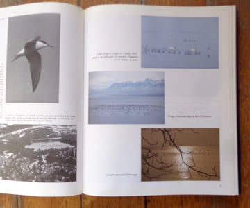 Les oiseaux du lac Léman.