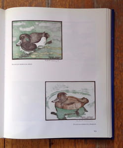 Les oiseaux du lac Léman.