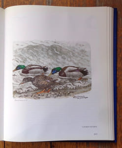 Les oiseaux du lac Léman.