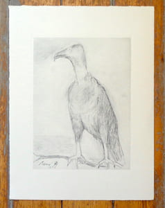 [Le vautour].
