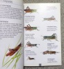 Les insectes. Guide de terrain. . Sterry Paul: 