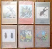 Atlas d'entomologie. Petit atlas des insectes I & II - Petit atlas des coléoptères I & II - Petit atlas des papillons et des chenilles I & II. . ...