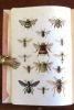 Atlas d'entomologie. Petit atlas des insectes I & II - Petit atlas des coléoptères I & II - Petit atlas des papillons et des chenilles I & II. . ...