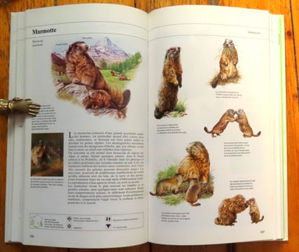 Guide des animaux des champs et des bois. . Jarry Guy et al.: 