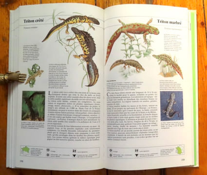 Guide des animaux des champs et des bois. . Jarry Guy et al.: 