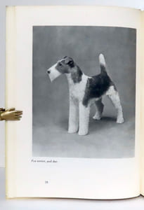 L'homme et le chien dans l'univers.