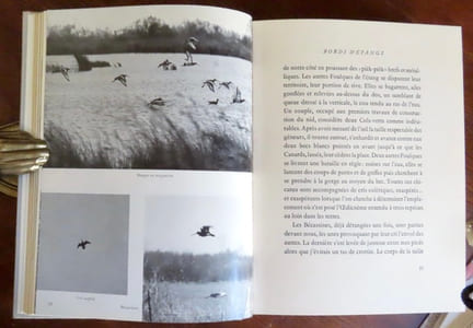 Oiseaux du marais.