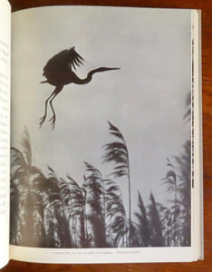 Oiseaux du marais.