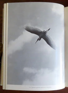 Oiseaux du marais.