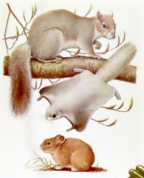 Mammifères d'Europe. I: Insectivores, chauves-souris, primates, lièvres, etc. - II: Pinnipèdes, artiodactyles, cétacés, etc. . Burckhardt Dieter, ...