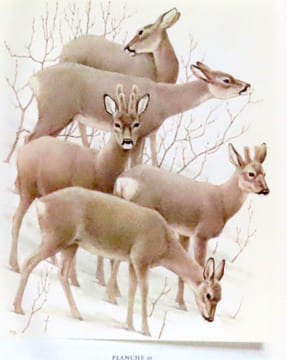 Mammifères d'Europe. I: Insectivores, chauves-souris, primates, lièvres, etc. - II: Pinnipèdes, artiodactyles, cétacés, etc. . Burckhardt Dieter, ...