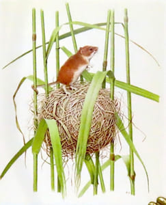 Mammifères d'Europe. I: Insectivores, chauves-souris, primates, lièvres, etc. - II: Pinnipèdes, artiodactyles, cétacés, etc.