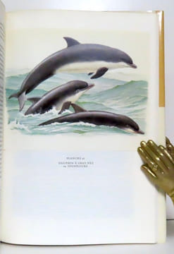 Mammifères d'Europe. I: Insectivores, chauves-souris, primates, lièvres, etc. - II: Pinnipèdes, artiodactyles, cétacés, etc. . Burckhardt Dieter, ...