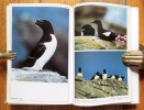 Les oiseaux de mer d'Europe. . Dif Georges, Dorst Jean / Hainard Robert et Lamouche Thierry (ill.): 