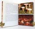 Champignons. . Mauch Hans, Lauber Konrad: 