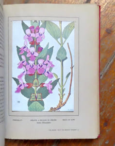 Nos fleurs. 48 planches en couleurs du peintre Philippe Robert, 135 monographies de fleurs.