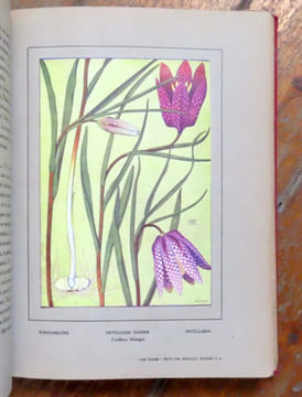 Nos fleurs. 48 planches en couleurs du peintre Philippe Robert, 135 monographies de fleurs. . Robert Philippe, Spinner Henri: