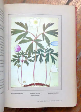 Nos fleurs. 48 planches en couleurs du peintre Philippe Robert, 135 monographies de fleurs. . Robert Philippe, Spinner Henri: