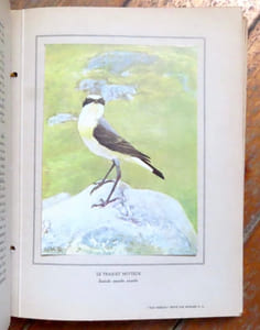 Nos oiseaux. 48 monographies d'oiseaux de Eugène Rambert, 48 reproductions d'aquarelles du peintre L. P. Robert.