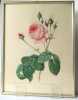 Rosa centifolia Bullata / Rosier à feuilles de laitue. . Redouté Pierre Joseph: 