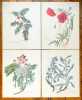 Herbier des plantes suisses / Fleurs, premier amour d'enfance. . Constant Rosalie de, Martin Vio: 