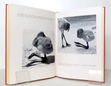 Les flamants roses de Camargue. 