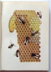 Mon jardin, monde enchanté. Petite histoire naturelle à l'usage des petits et des grands. L'abeille - La fourmi - Le ver à soie - Le ver luisant - Le grillon - L'escargot.