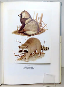 Mammifères d'Europe. I: Insectivores, chauves-souris, primates, lièvres, etc.