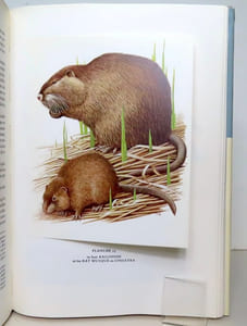 Mammifères d'Europe. I: Insectivores, chauves-souris, primates, lièvres, etc.