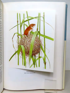 Mammifères d'Europe. I: Insectivores, chauves-souris, primates, lièvres, etc.