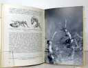 Le monde &eacute;trange des fourmis. . Friedli F.: 
