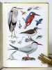 Oiseaux I & II. . Guggisberg C. A. W., Hainard Robert:
