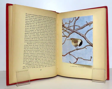 Nos oiseaux.