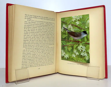 Nos oiseaux.