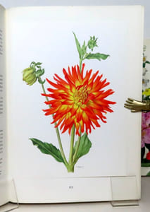 Les plus belles fleurs de nos jardins. I: plantes à bulbes et à rhizomes - II: Plantes vivaces - III: Arbres et arbustes à fleurs.