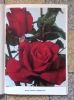 Les roses, édité par La semaine de la rose, sous le patronage de l'Association des intérêts de Genève et du Service des parcs et promenades de la ...