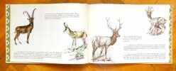 Gai-Luron. Histoire d'un petit lapin. . Roshardt Pia (ill.), Schoeller Elisabeth: 