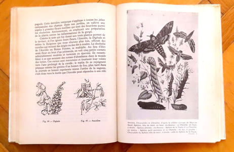 Le chant des haies. Flore et faune des lisières.