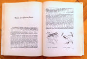 Le chant des haies. Flore et faune des lisières.  par Boschère Jean de:  - Image 5
