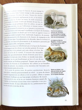 Croc-Blanc. . London Jack: 