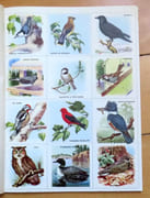 L'encyclopédie par le timbre -  Les oiseaux.  par Bleeker Sonia:  - Image 2