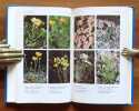 Notre flore alpine. . Landolt / Corbaz: 